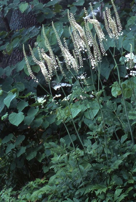 Actaea racemosa (Black Cohosh) | Jardines, Plantas, Disenos de unas