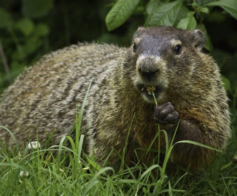 Whistle Pigs and Weather Myths: A Closer Look at Groundhog Day