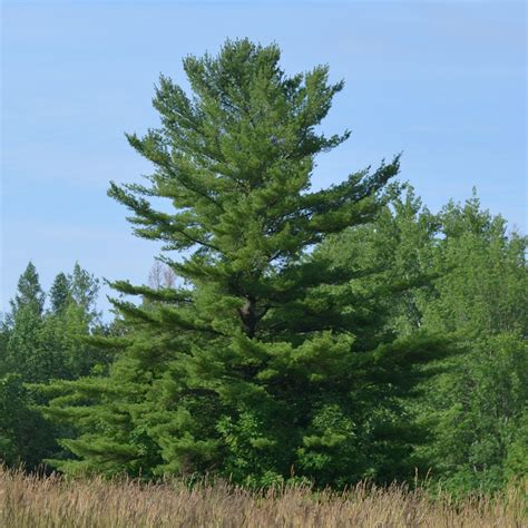White Pine Fruit
