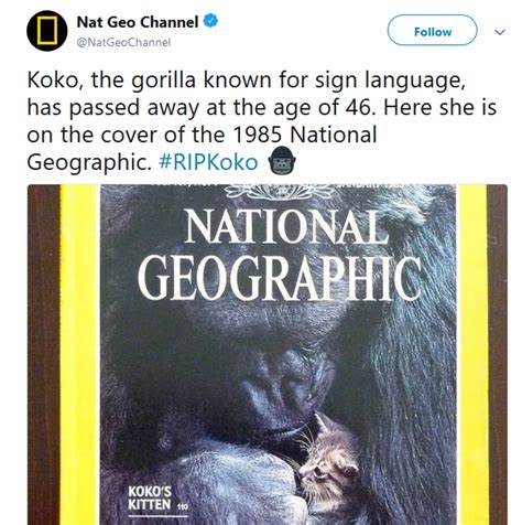 RIP KOKO the gorilla master of Sign Language Understood 2000 English Words