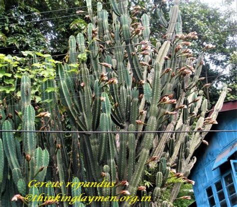Medicinal Plant Details