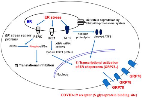 SARS-CoV-2 Evolutionary Adaptation toward Host Entry and Recognition of ...