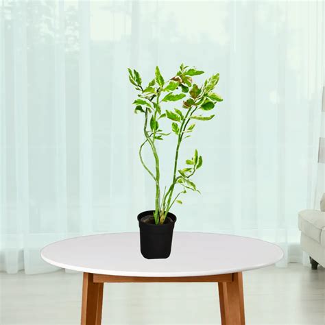 Pedilanthus Verigated | Ropani