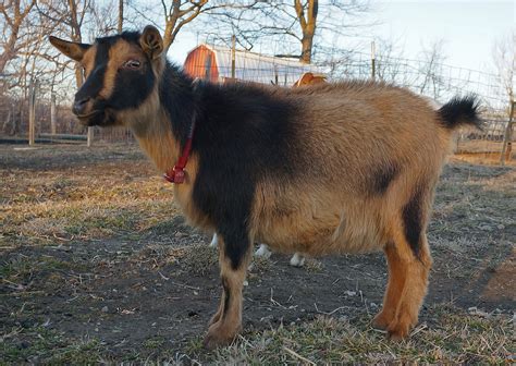 Registered Nigerian Dwarf Goats - Does
