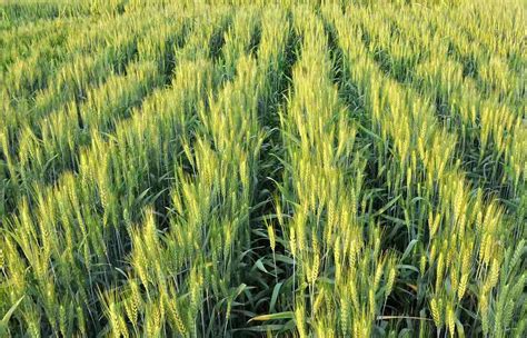丰产抗病小麦新品种“中植16号”通过审定_简讯_资讯_种业商务网
