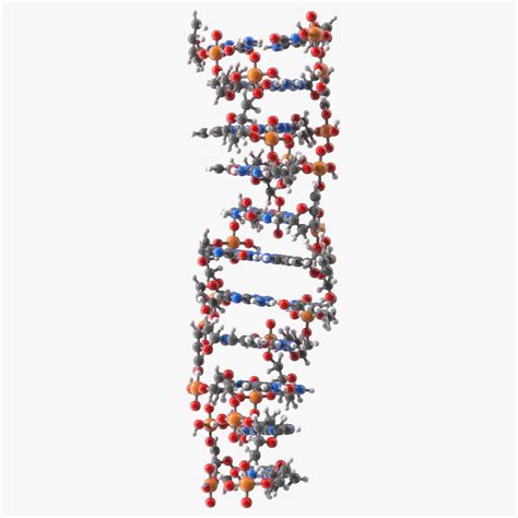 Z Form Deoxyribonucleic Acid Structure 3D Model $39 - .3ds .blend .c4d .fbx .max .ma .lxo .obj ...