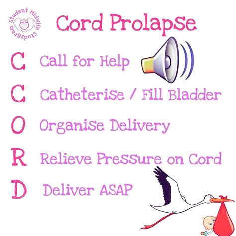 Cord prolapse – Artofit