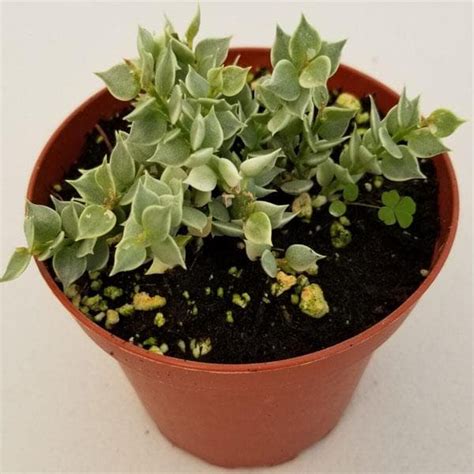 Buy Million hearts plant, Dischidia ruscifolia variegated - Plant ...