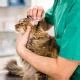 Cat Ear Infections | PetMD
