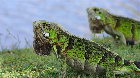 Why Are Iguanas Dangerous