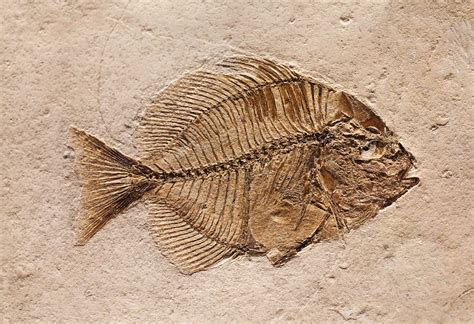 Fossil record lessons - Ten games to engage students. Teaching students about fossil record ...