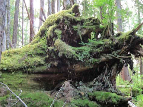 TONGASS RAINFOREST EXPEDITION - All You Need to Know BEFORE You Go 2026 ...