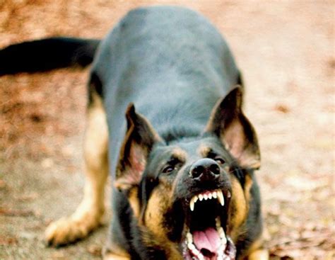 Three die of rabies in Ashanti Region | Photos