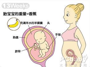 【怀孕13周】怀孕十三周胎儿图,怀孕13周吃什么、注意什么_亲子百科_太平洋亲子网