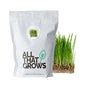 Buy Seeds for Oat Grass Microgreen Seeds Online | Free Sample Seeds ...