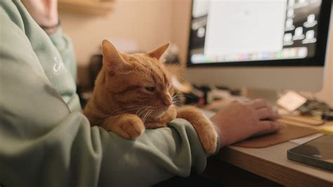 Helpful Links | Marshfield Animal Hospital