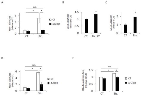 Synaptic Activity Regulates Mitochondrial Iron Metabolism to Enhance ...