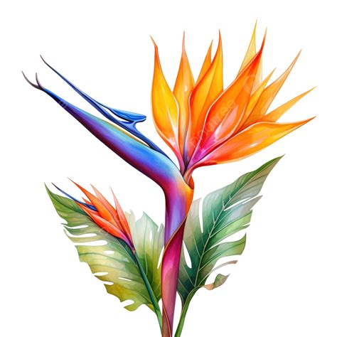 Bird Of Paradise Tropical Flower, Bird Of Paradise, Tropical, Flower ...
