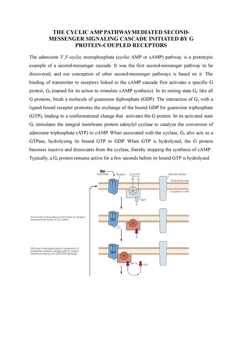 The Cyclic AMP Pathway Mediated Second - Zoology - SGBAU - Studocu