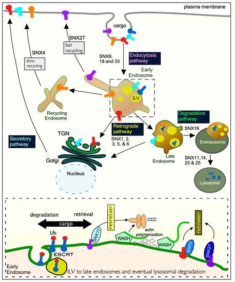 Cells | Special Issue : Ubiquitin and Autophagy