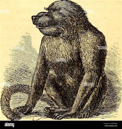 A Large Monkey With A Dog Like Face