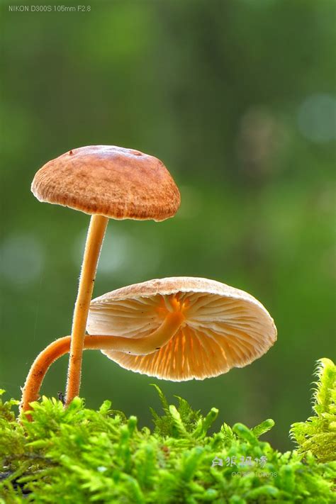 各种菌类菇图片及名称,所有菇类名称和图片,54种食用蘑菇的种类_大山谷图库