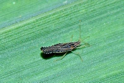 Insect Pests