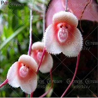 ANVIN Monkey Orchid Bonsai Plant - Rare Flower India | Ubuy