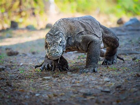 Facts About Komodo Dragons
