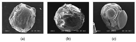 Adsorption of Ni2+ and Cd2+ from Water by Calcium Alginate/Spent Coffee ...