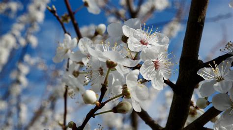 Download wallpaper 1920x1080 flowers, spring, petals, buds, white ...