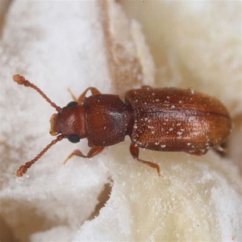 How to Get Rid of the Most Common Pantry Pests