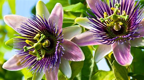 10 Beautiful Purple Vine Flowers (#4 Is Our Pick)