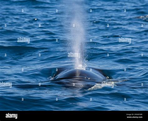 Killer whale pod (Orcinus orca), off Punta Colorada, Isla San Jose ...