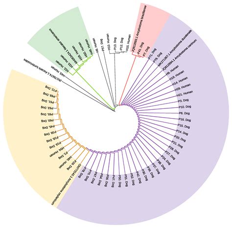 Anthroponotic and Zoonotic Hookworm DNA in an Indigenous Community in ...