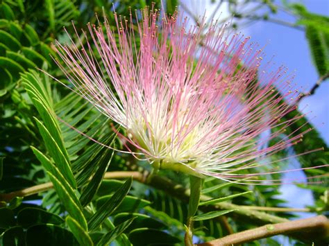 Albizia julibrissin rosea (Perzische slaapboom) | Bloemenpark Appeltern