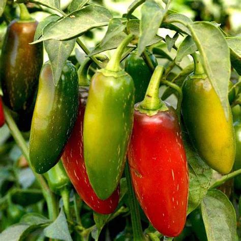 Jalapeno F1 Hybrid Chili Seeds – GardeningCentre