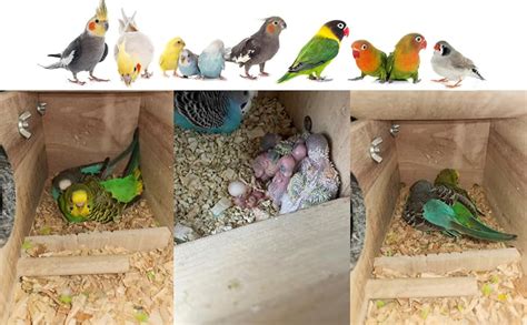 GO7 Bird House Wooden Breeding Box for Love Birds, Java Zebra Bird ...