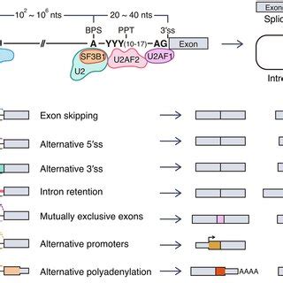 Image result for Splicing Element Position Java