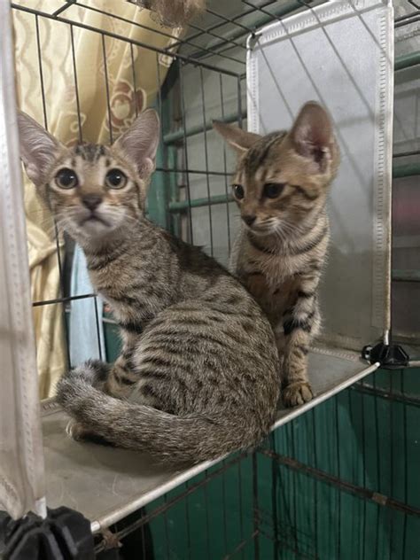 Munchkin + Bengal Kittens Adopted - 10 Months, Tuty & Tita from Gombak ...
