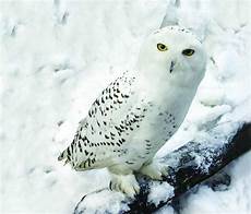 Snowy Owl Wallpaper Iphone by Snowy Owl Wallpaper Wallpapersafari Snowy Owl Wallpaper Iphone