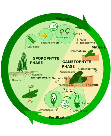PLANT KINGDOM-BRYOPHYTES | Biological life, Alternation of generations, Life cycles