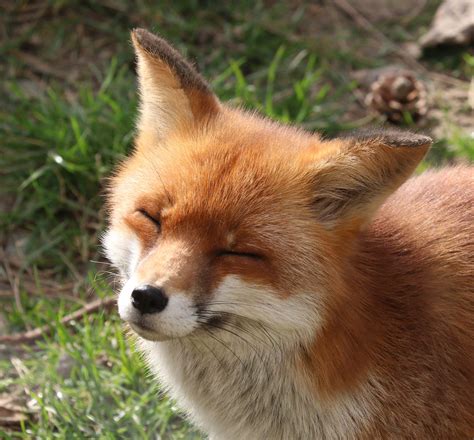 happy fox | Pet fox, Cute animals, Pretty animals