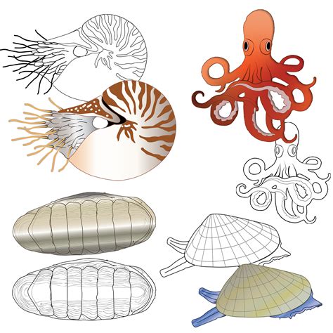 Snails Squid Phylum at Loretta Burroughs blog