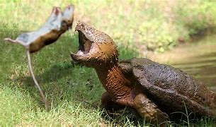 Image result for Turtle Alligator Hybrids