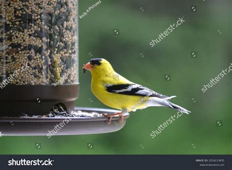 Washington State Bird Gold Finch Stock Photo 2216113635 | Shutterstock