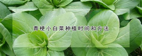 白菜的种植方法和步骤 —【发财农业网】