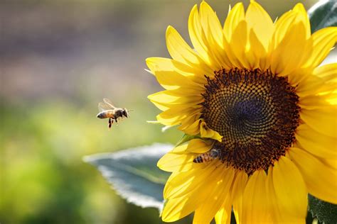 Native Food Plants to Feed Pollinators and People: NYSIPM Annual ...