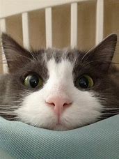 Image result for funny cat