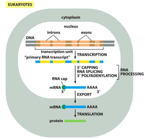 Image result for RNA Processing Animation